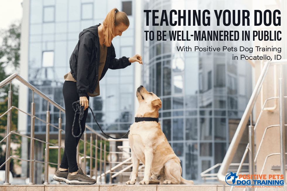 Teaching Your Dog to Be Well-Mannered in Public With Positive Pets Dog Training in Pocatello, ID