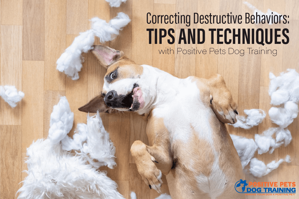 Correcting Destructive Behaviors: Tips and Techniques with Positive Pets