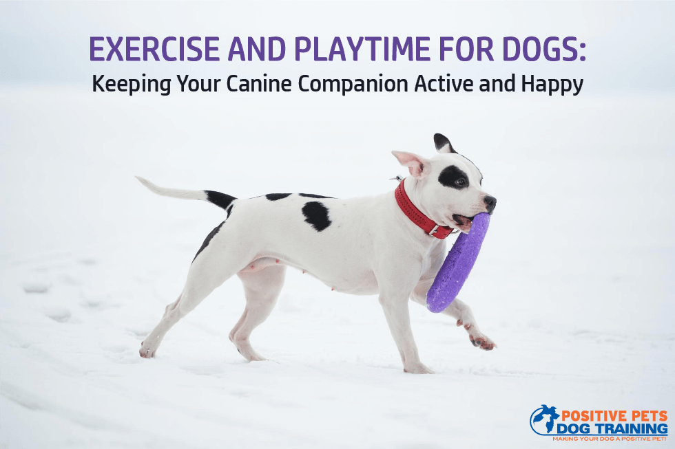 Exercise and Playtime for Dogs: Keeping Your Canine Companion Active and Happy